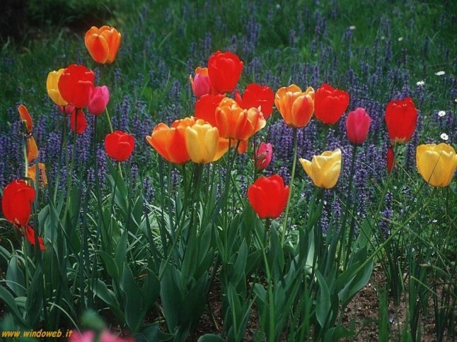 Fiori-tulipani